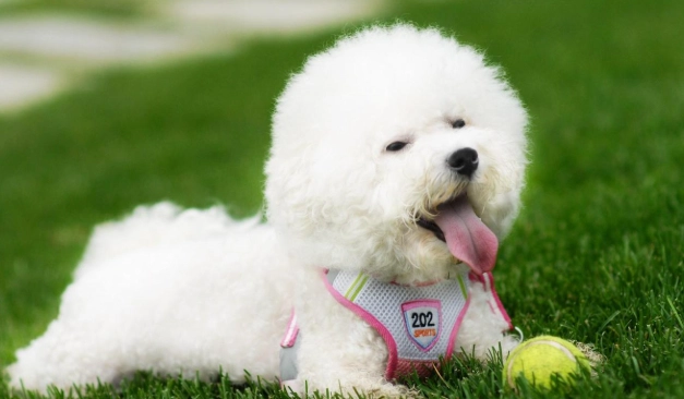 比熊犬護理 比熊犬護理