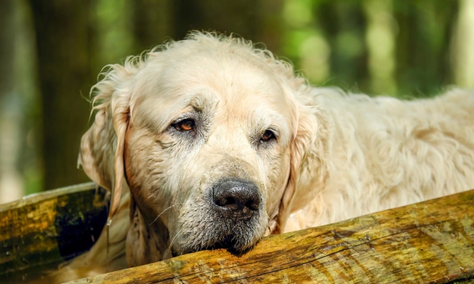 老狗晚上不安 老狗晚上不安
