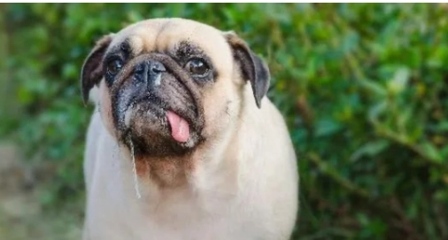 狗睡覺流口水原因