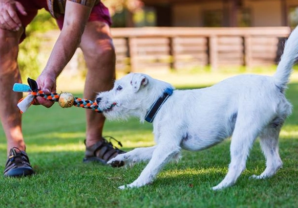 正向訓練有效性