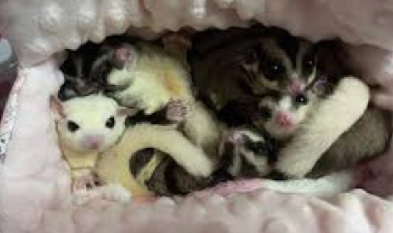 蜜袋鼯放風注意事項