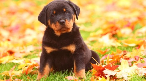 幼犬呼吸次數正常範圍