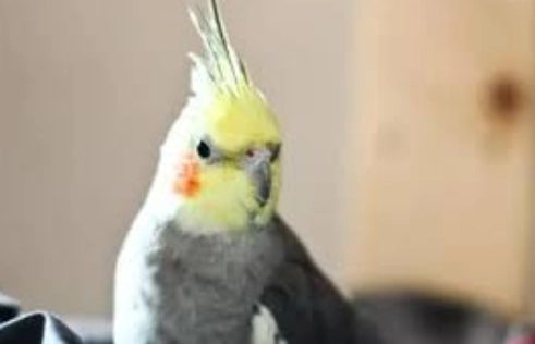 人感冒傳染鳥類 人感冒傳染鳥類