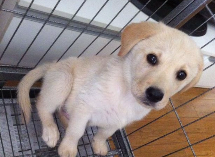 寵物虐待後遺症