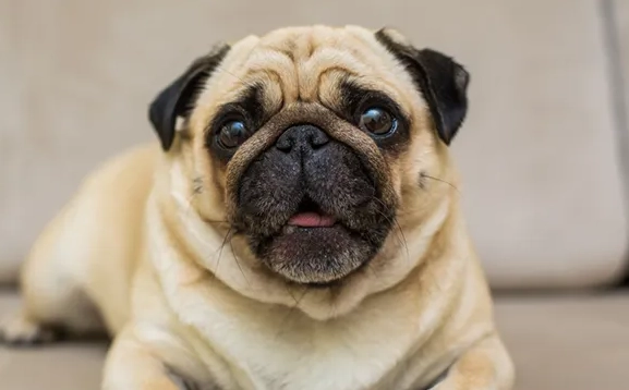 法鬥呼吸困難 法鬥呼吸困難