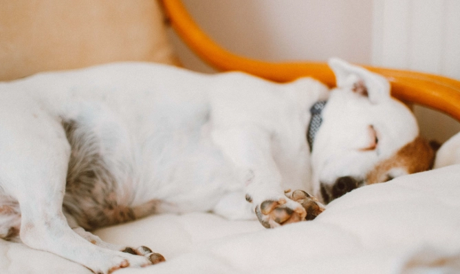 寵物皮膚問題診斷