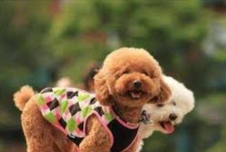 貴賓犬性格 貴賓犬性格