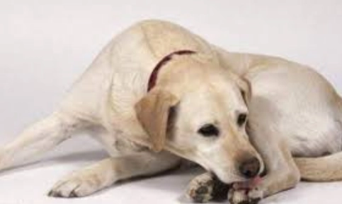 狗狗咬腳原因 狗狗咬腳原因