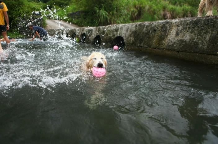 宜蘭狗游泳地點