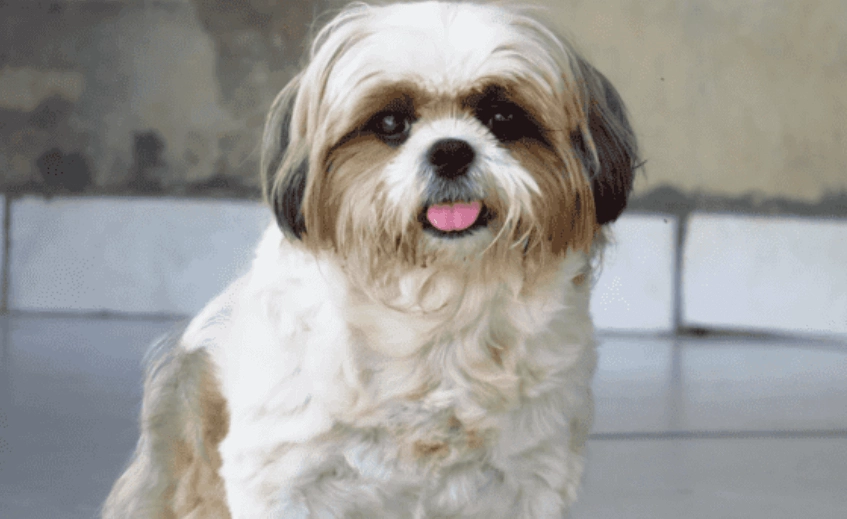 短吻犬飼養指南