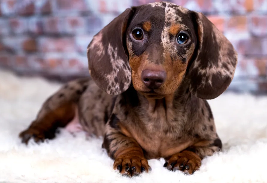 臘腸狗走路異常 臘腸狗走路異常