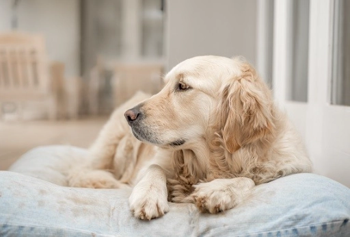 狗狗腳部護理 狗狗腳部護理