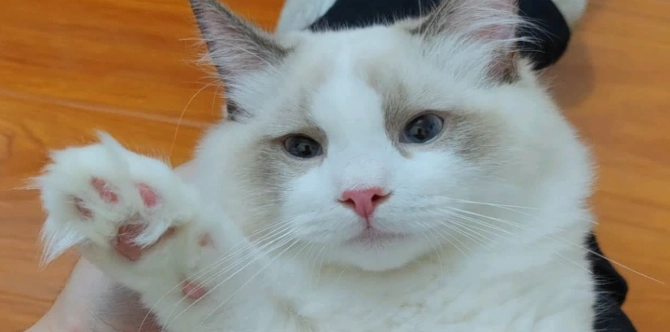 黏人貓品種 黏人貓品種