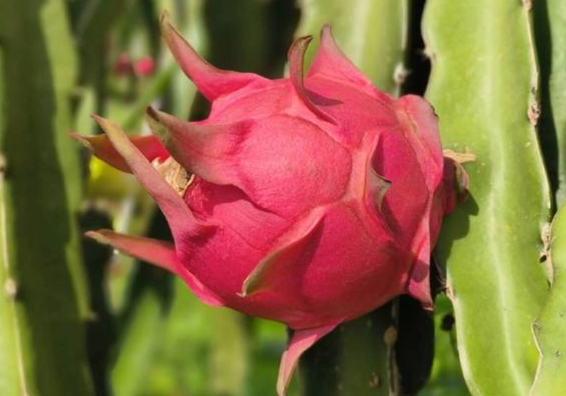 火龍果尿液顏色