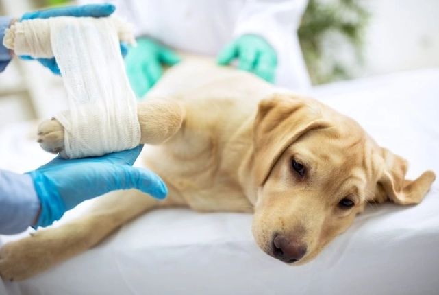 寵物傷口發炎症狀