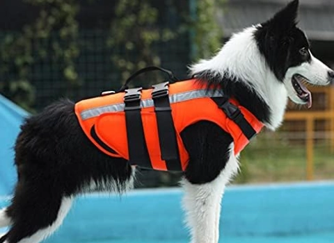 香港狗救生衣推薦