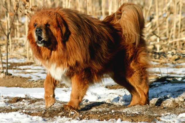 狗狗健康體重 狗狗健康體重