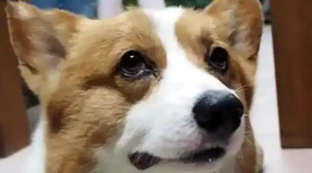 狗流口水行為分析