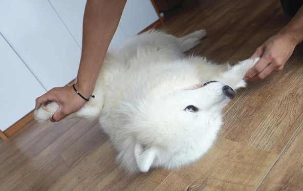 正向訓練有效性