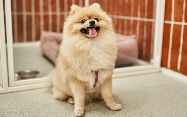 狗狗氣喘症狀 狗狗氣喘症狀