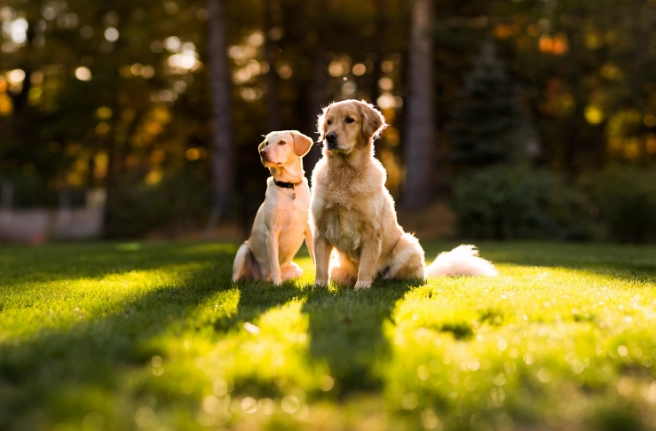 狗狗發燒怎麼辦