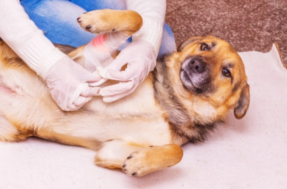 寵物傷口發炎症狀