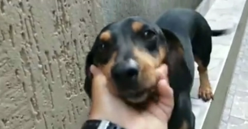 狗狗後腳癱瘓治療 狗狗後腳癱瘓治療