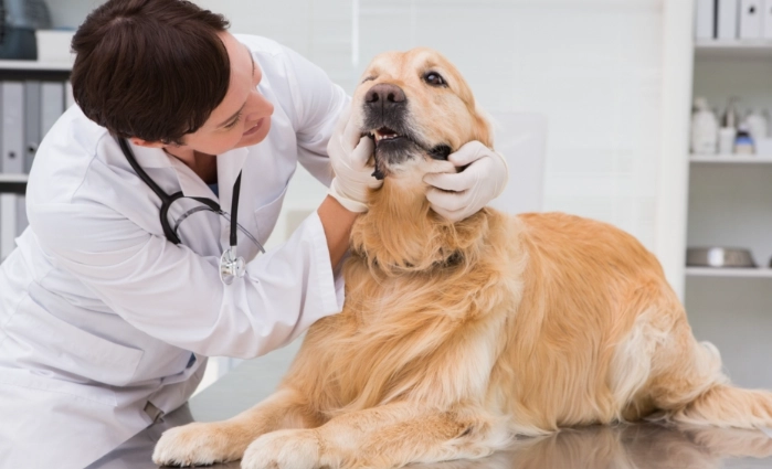 狗狗腫瘤治療 狗狗腫瘤治療