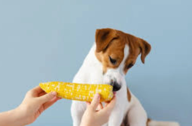 小狗玉米飲食禁忌 小狗玉米飲食禁忌