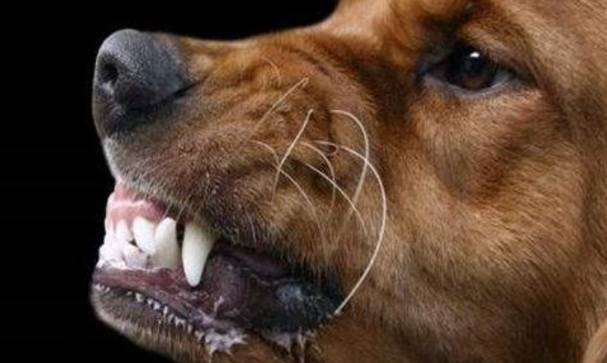 打狗後遺症症狀