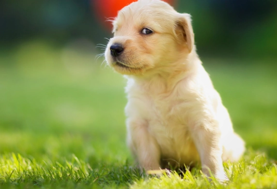 狗狗驅蟲藥推薦