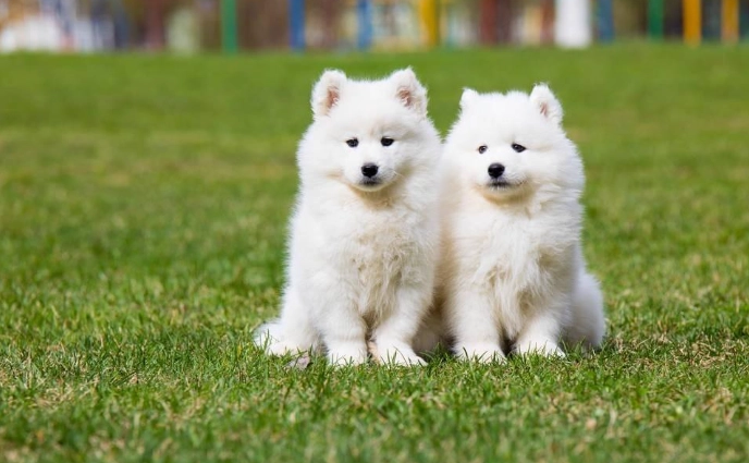 鄰居狗吵解決方法