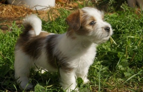 長毛傑克羅素梗飼養