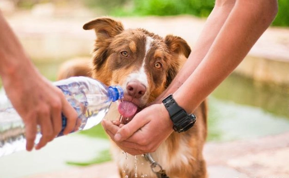 狗狗感冒治療 狗狗感冒治療