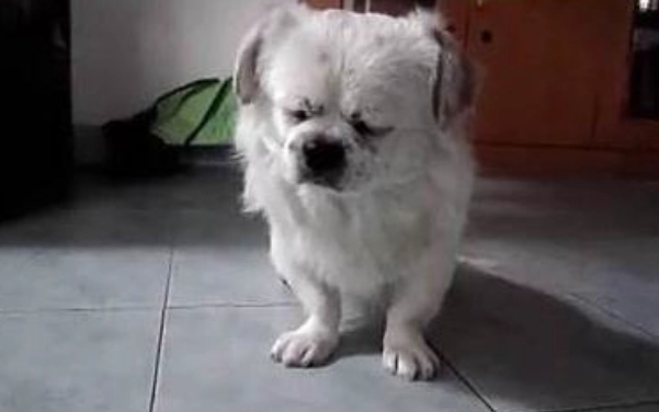 狗行為問題治療