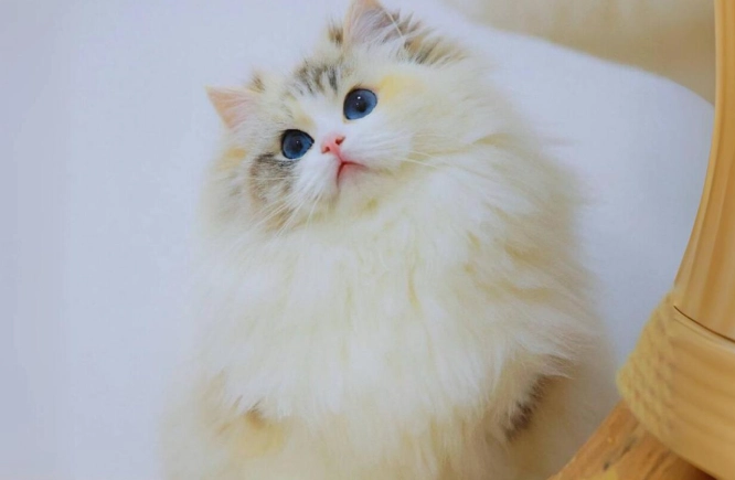 黏人貓品種 黏人貓品種