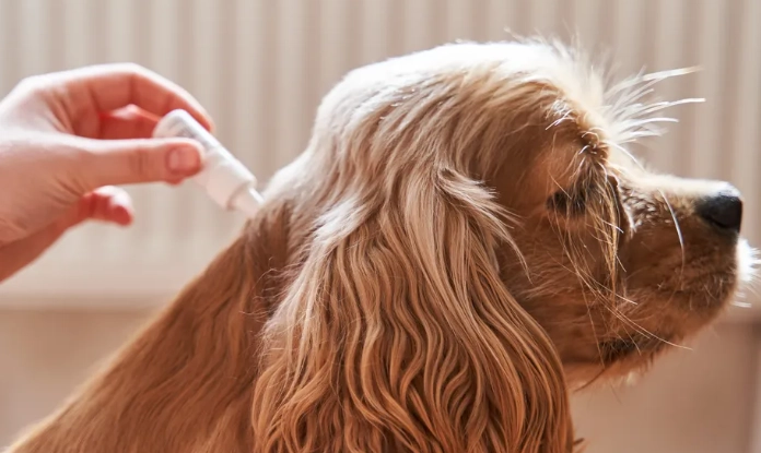 狗狗驅蟲藥副作用 狗狗驅蟲藥副作用