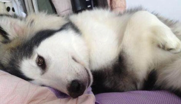 狗狗感冒症狀 狗狗感冒症狀