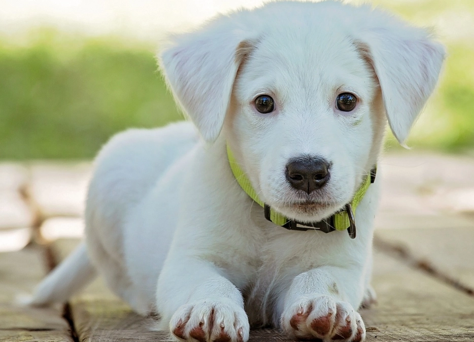 寵物腫瘤症狀 寵物腫瘤症狀