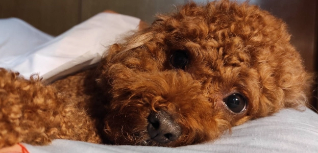 飼養貴賓犬好處 飼養貴賓犬好處
