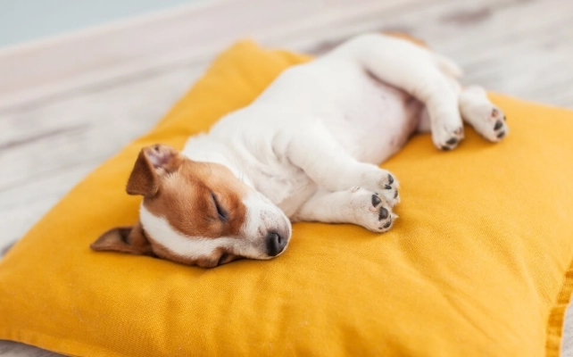 幼犬呼吸急促原因