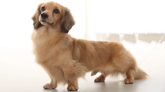 長毛臘腸狗飼養 長毛臘腸狗飼養