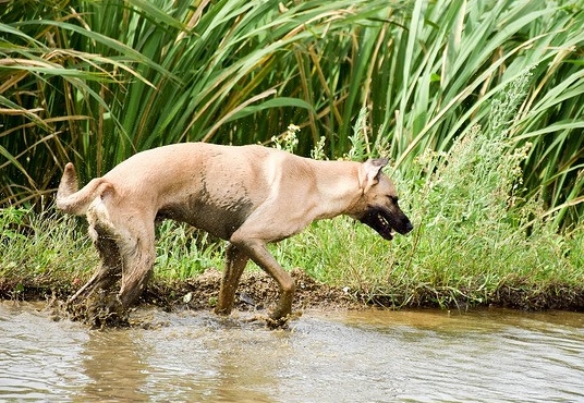 寵物用藥安全 寵物用藥安全