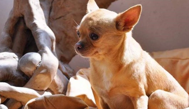 狗狗健康舌头护理