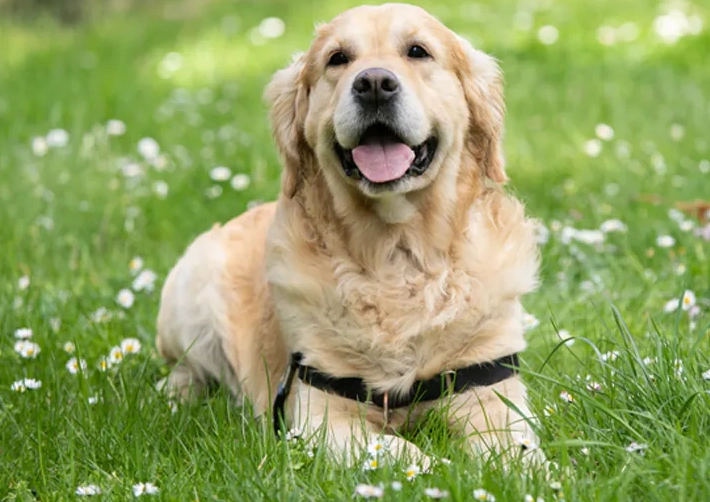 狗狗肛門腺炎治療花費