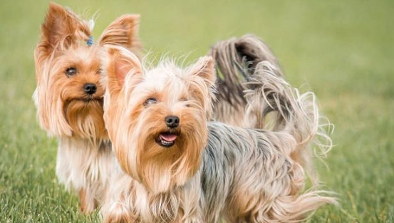 約克夏訓練技巧