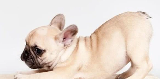 短吻犬呼吸道問題 短吻犬呼吸道問題