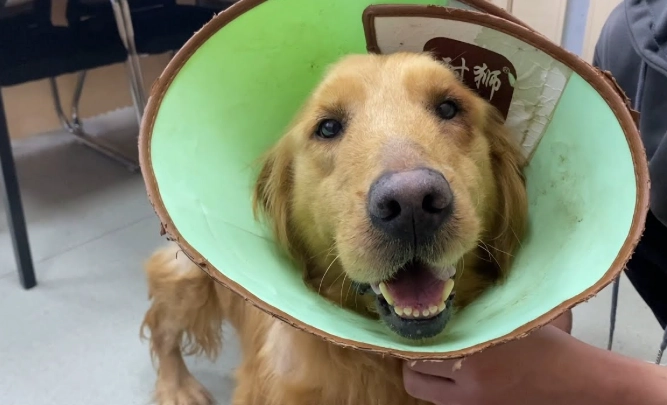 狗卡到東西怎麼辦 狗卡到東西怎麼辦