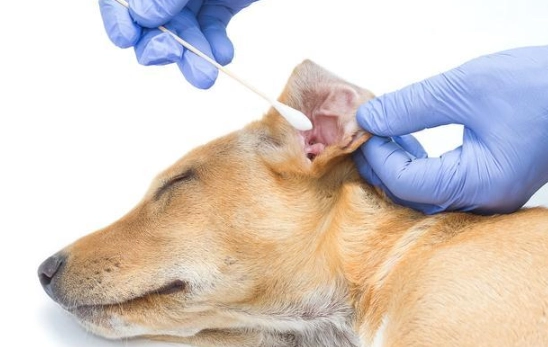 狗狗拔耳毛疼痛