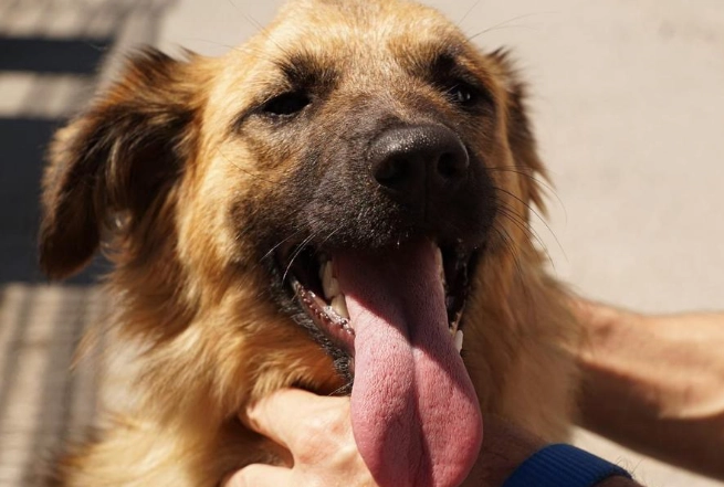 狗狗呼吸困難急救